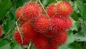 rambutan fruit