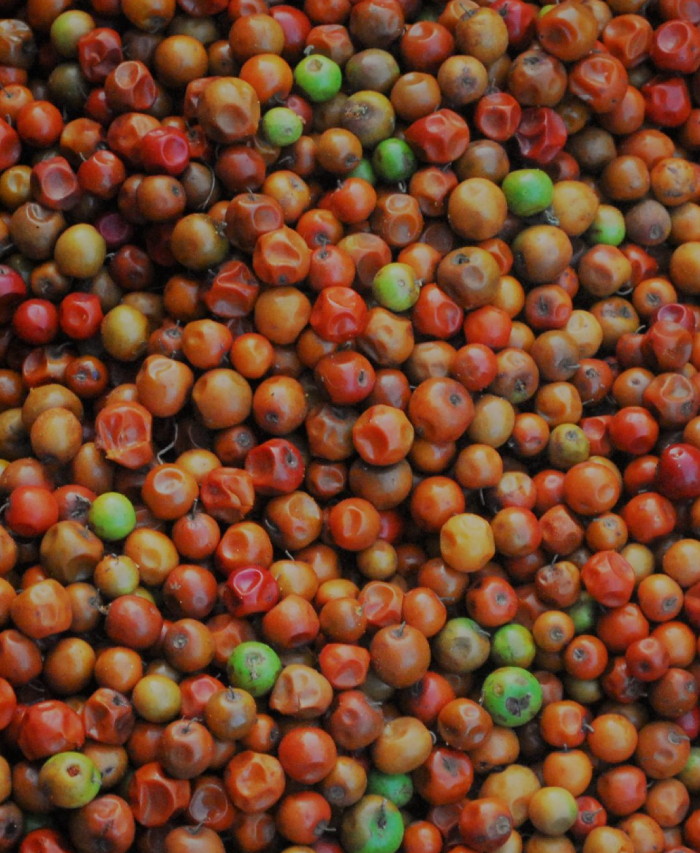 Jujube [ilandai palam]