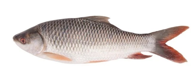 carp fish