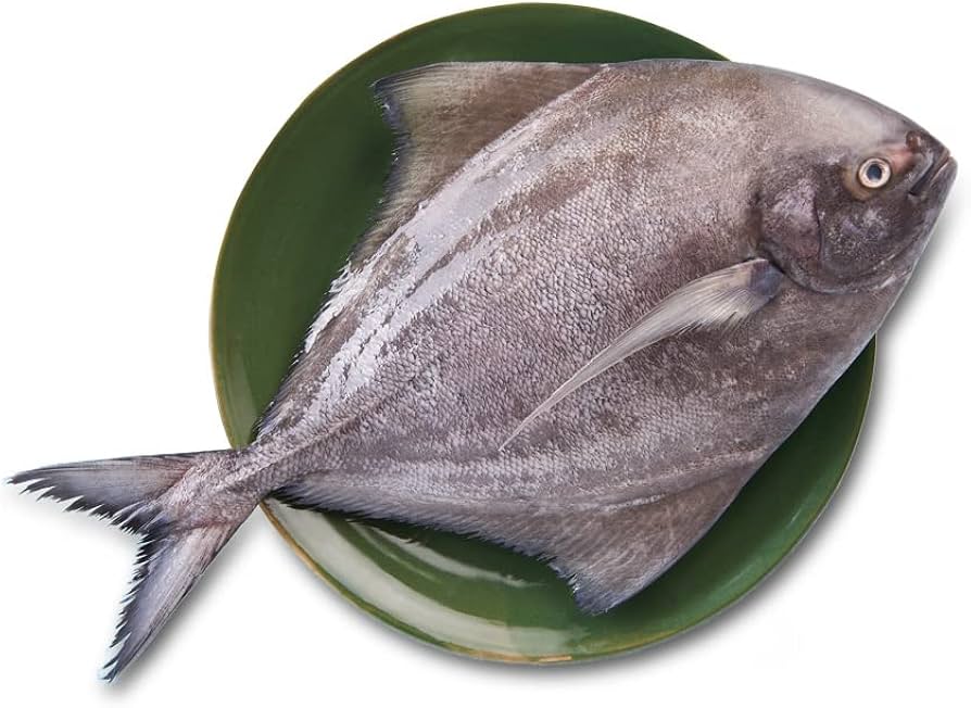 black pomfret