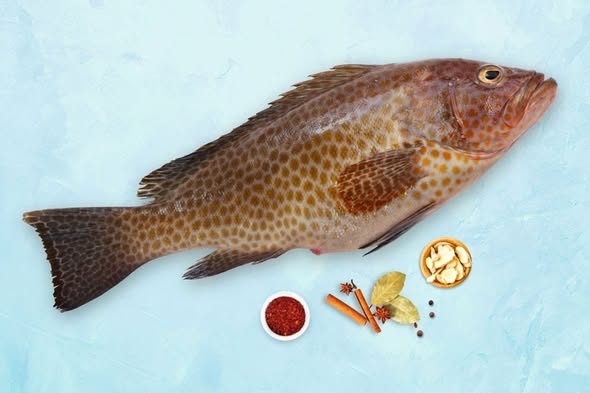 cod fish