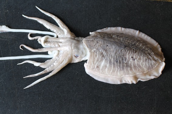 cuttle fish