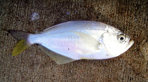 False trevally White Fish