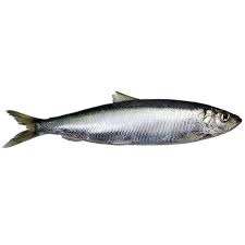 herring fish