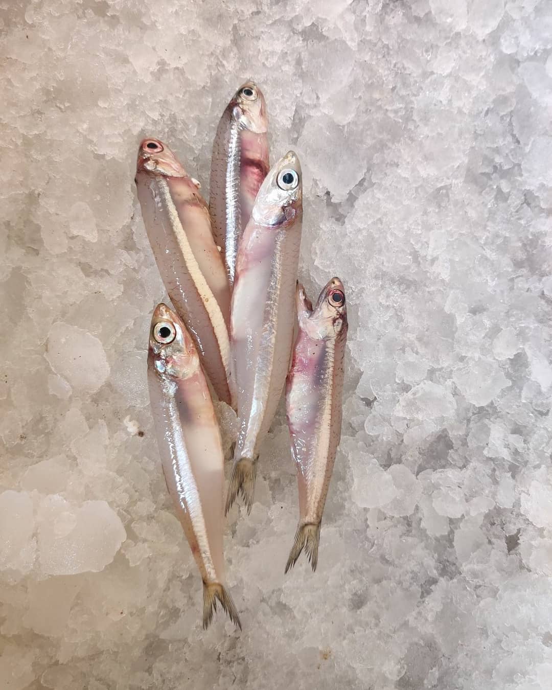 Indian Anchovy