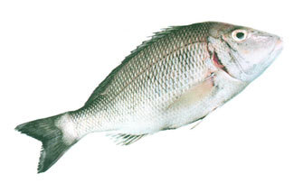 Long Face emperor bream fish