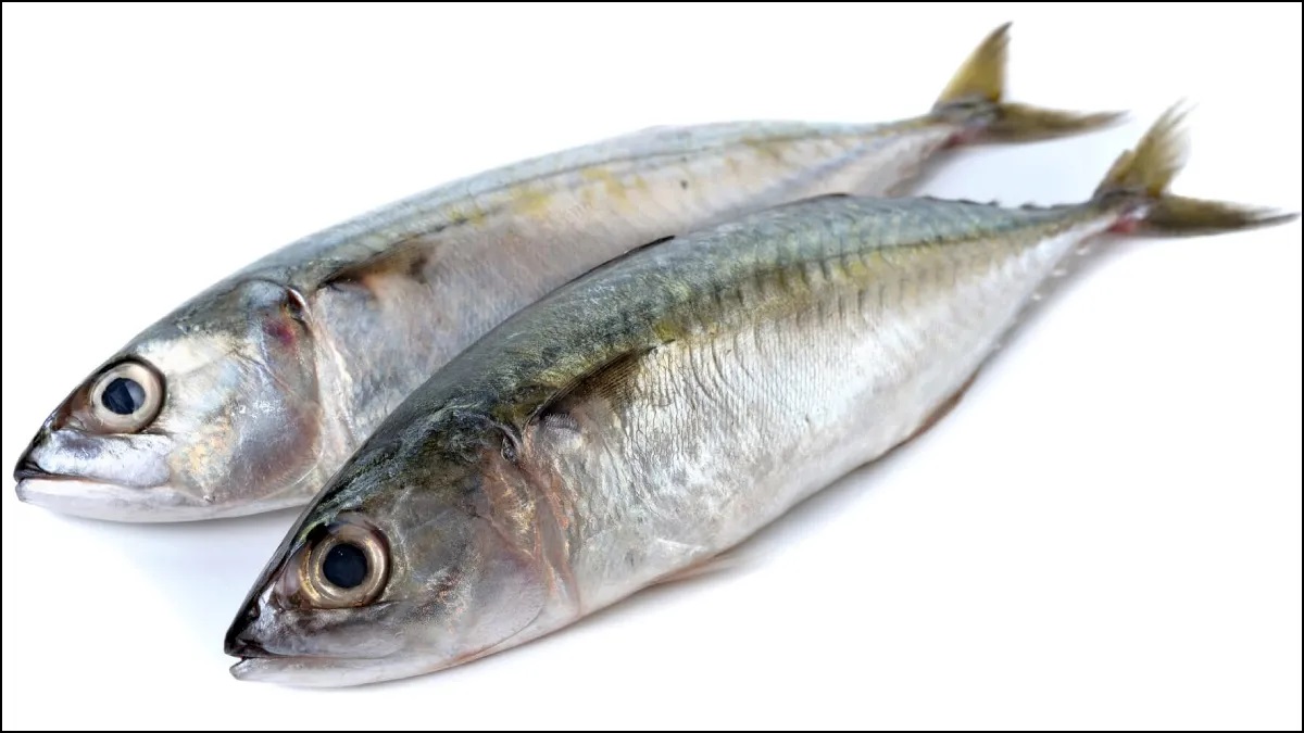 Mackerel
