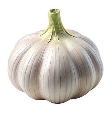 garlic